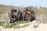 PETIT CHIEN LION 077